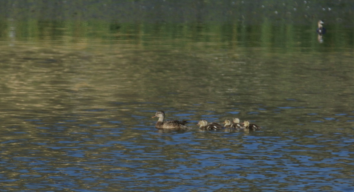 Canard chipeau - ML460752631