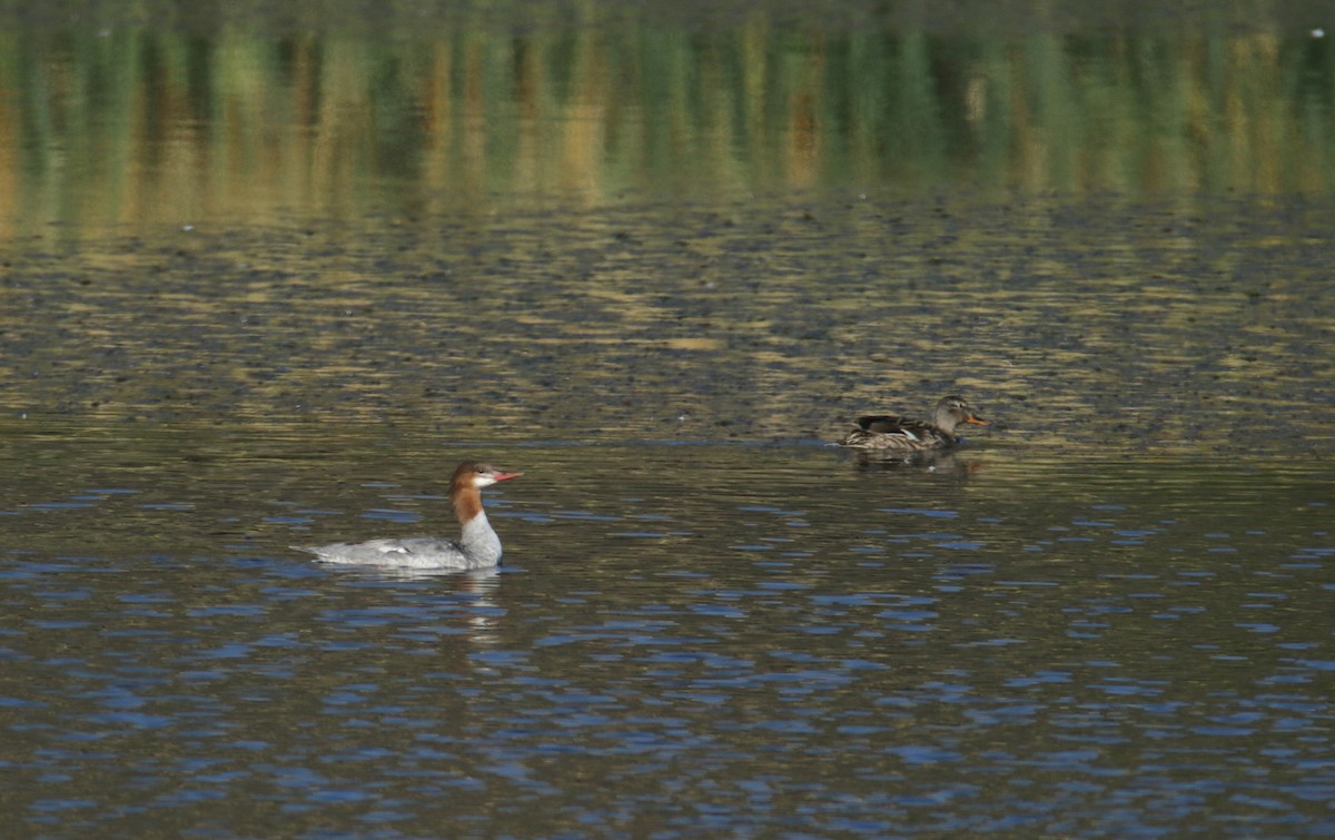 カワアイサ（americanus） - ML460752651