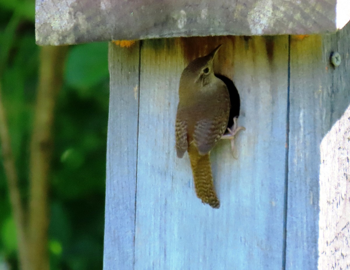 Northern House Wren - ML460753221