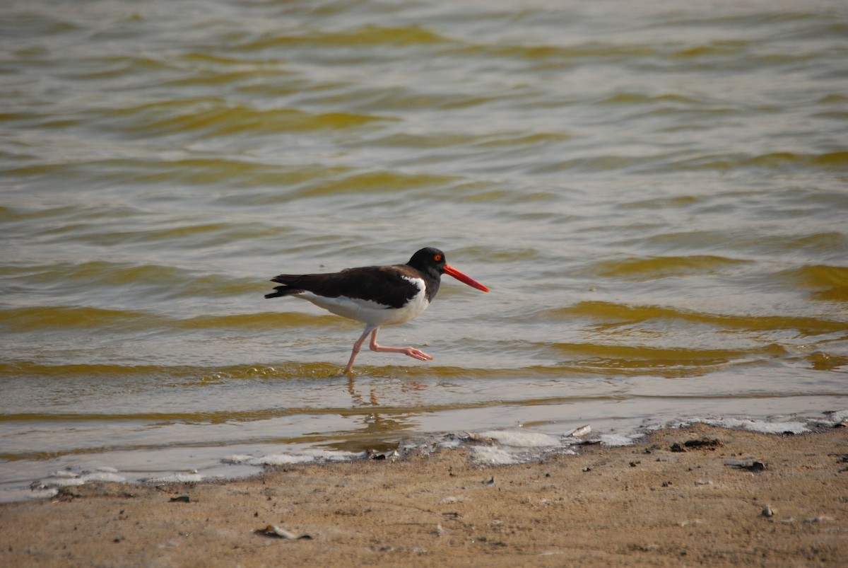 American Oystercatcher - Agustin Carrasco