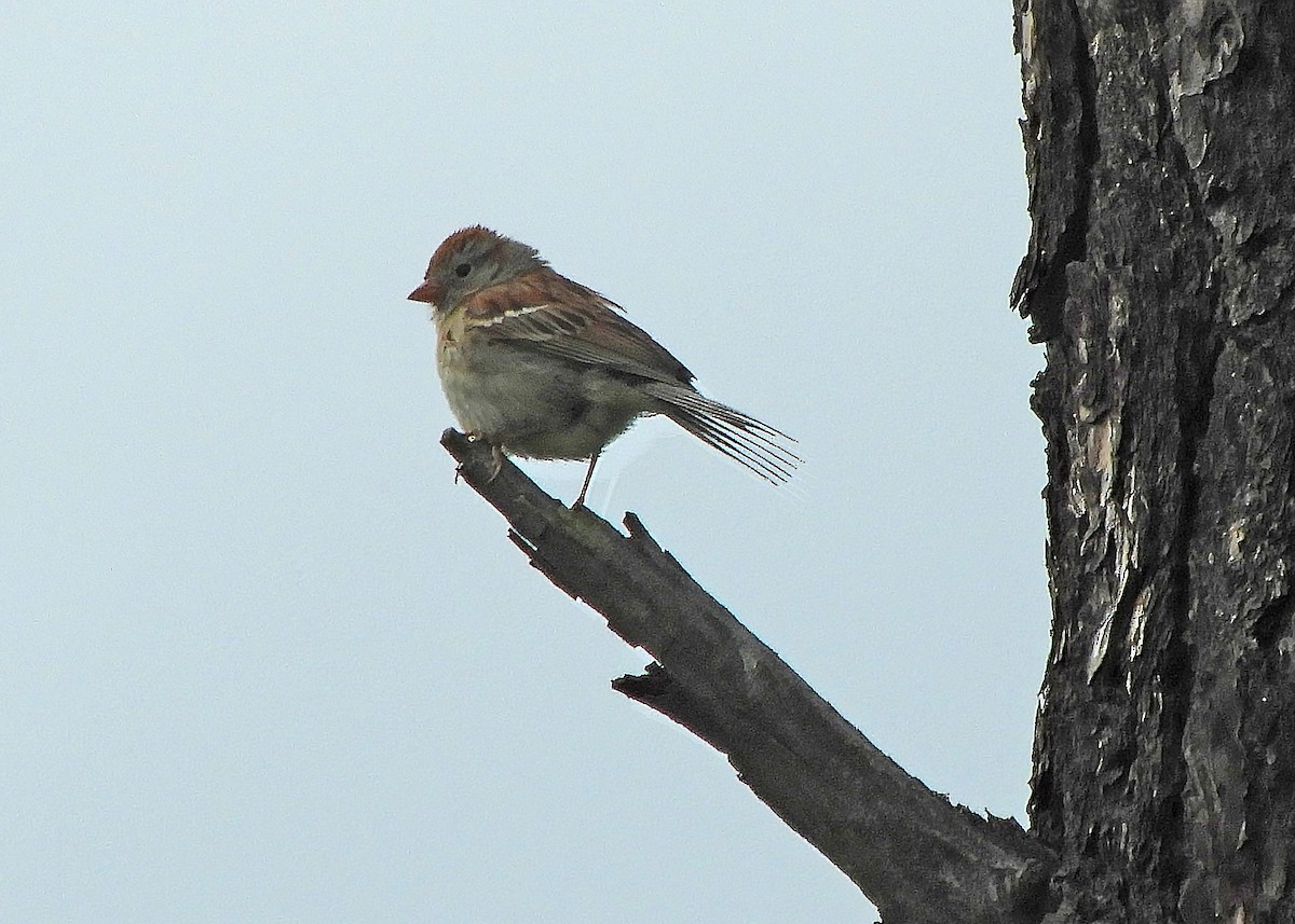 Field Sparrow - ML460754311
