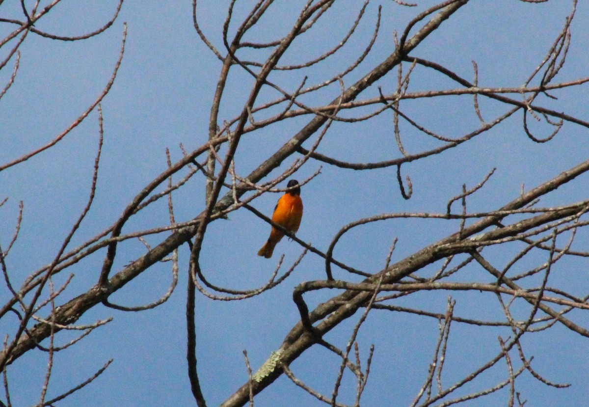 Baltimore Oriole - ML460754341