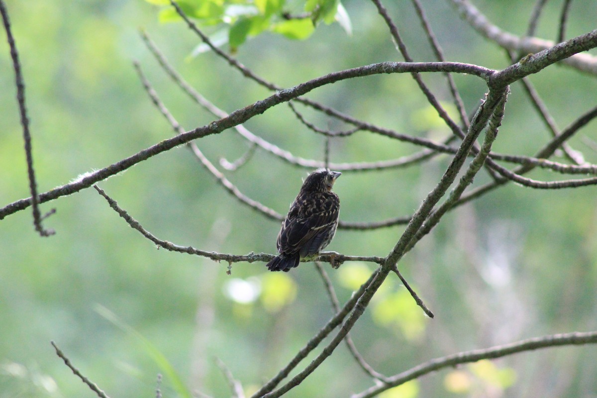 Red-winged Blackbird - ML460754611