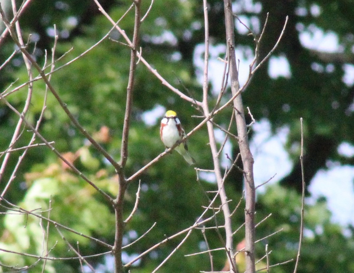 Chestnut-sided Warbler - Nicole Patenaude