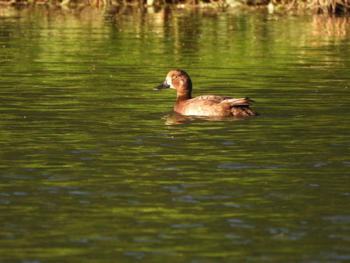 Greater Scaup - ML460755721
