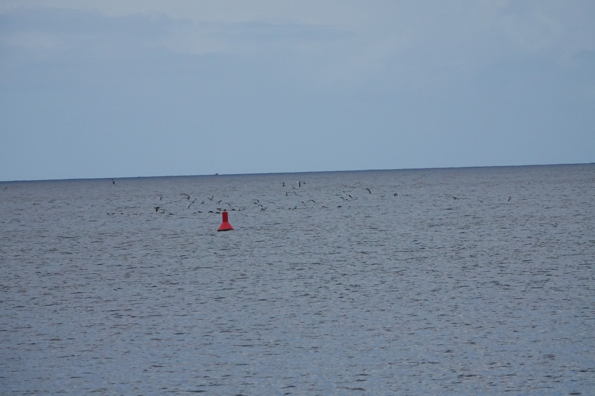 Gaviota Guanaguanare - ML460758801