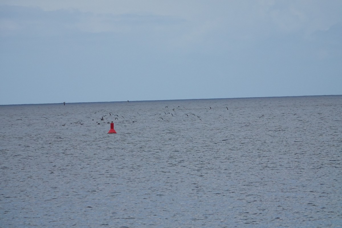 Gaviota Guanaguanare - ML460758831