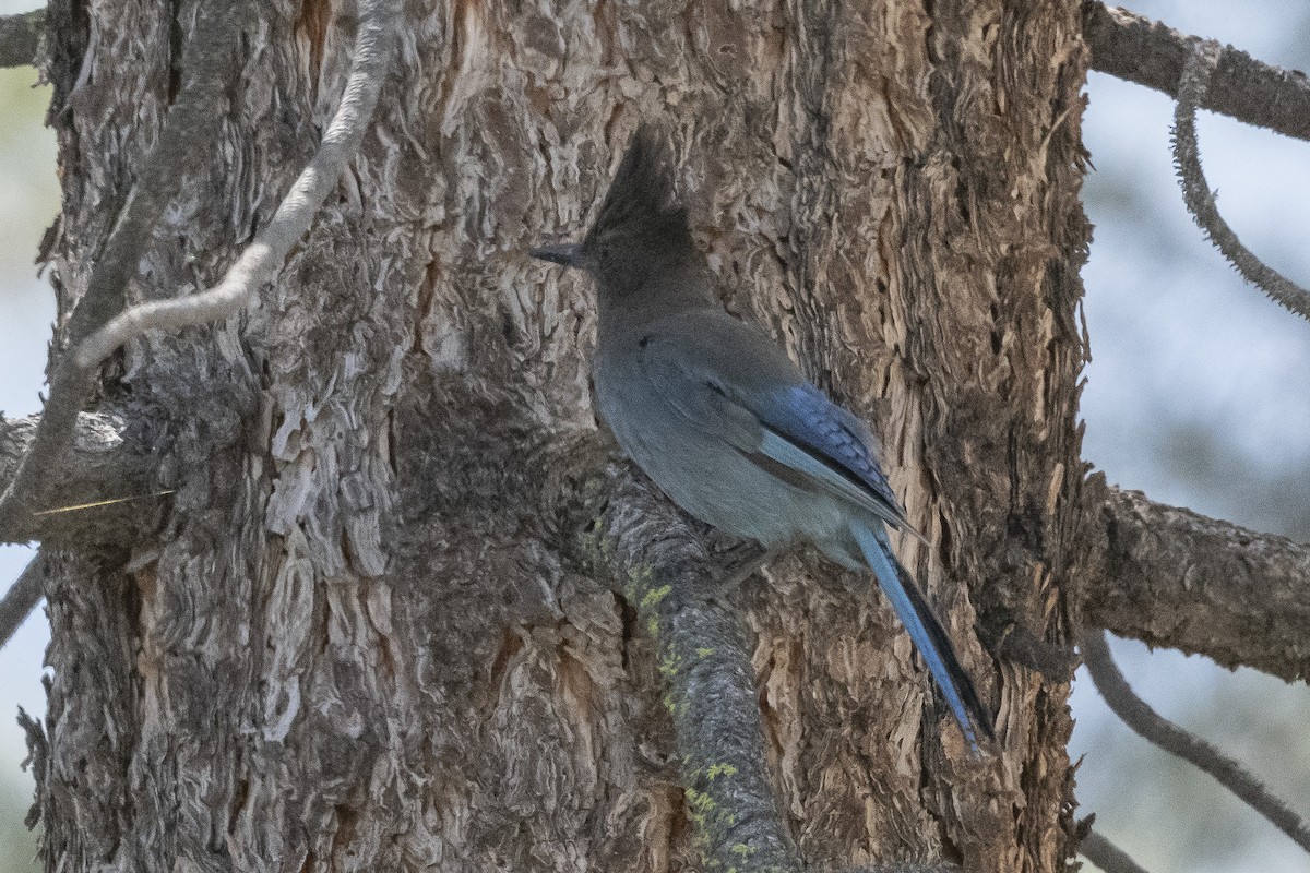 Steller's Jay - ML460760431