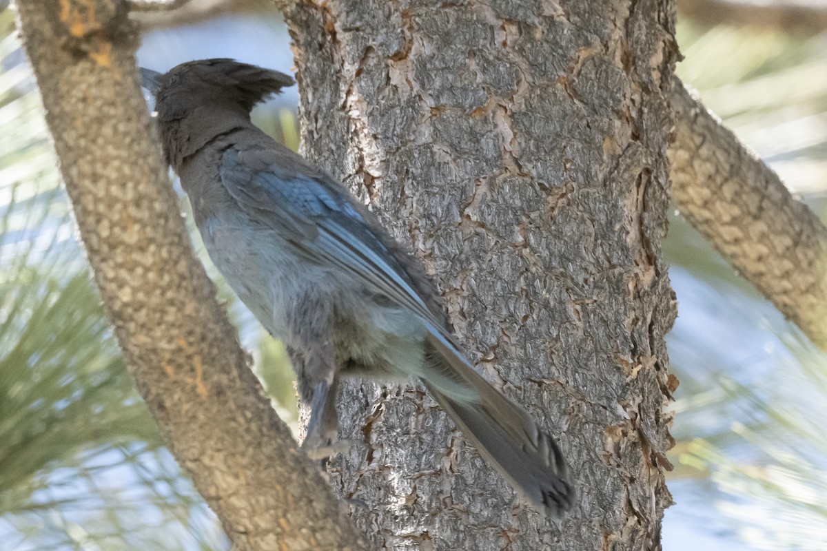 Steller's Jay - ML460760451