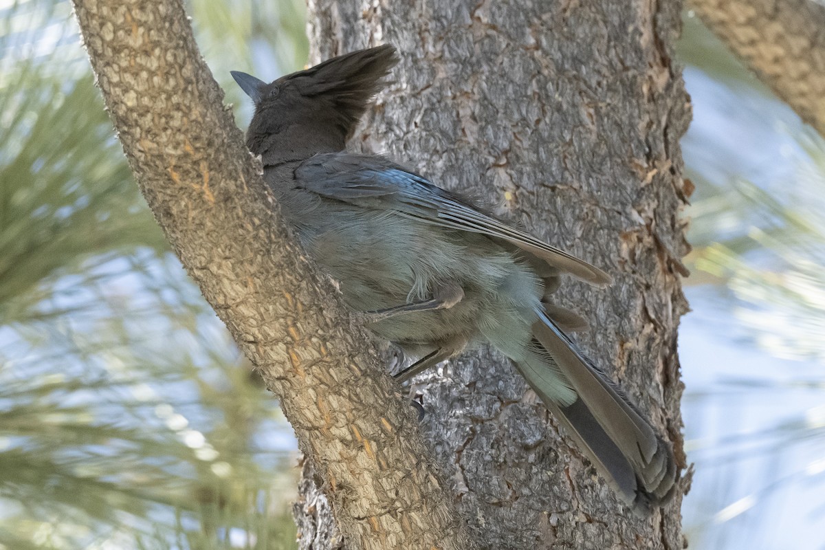 Steller's Jay - ML460760471