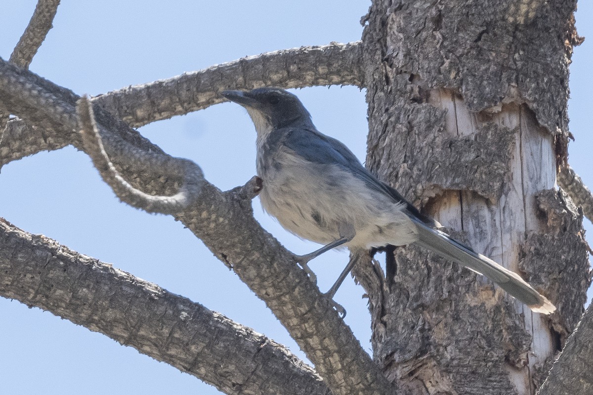 California Scrub-Jay - James McNamara