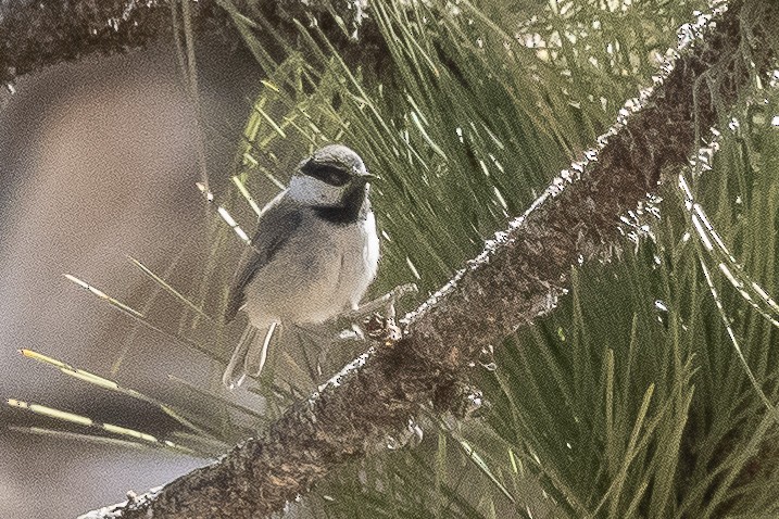 Mésange de Gambel - ML460761011