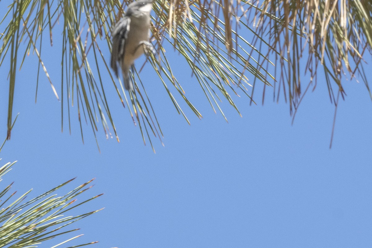 Pygmy Nuthatch - ML460761161