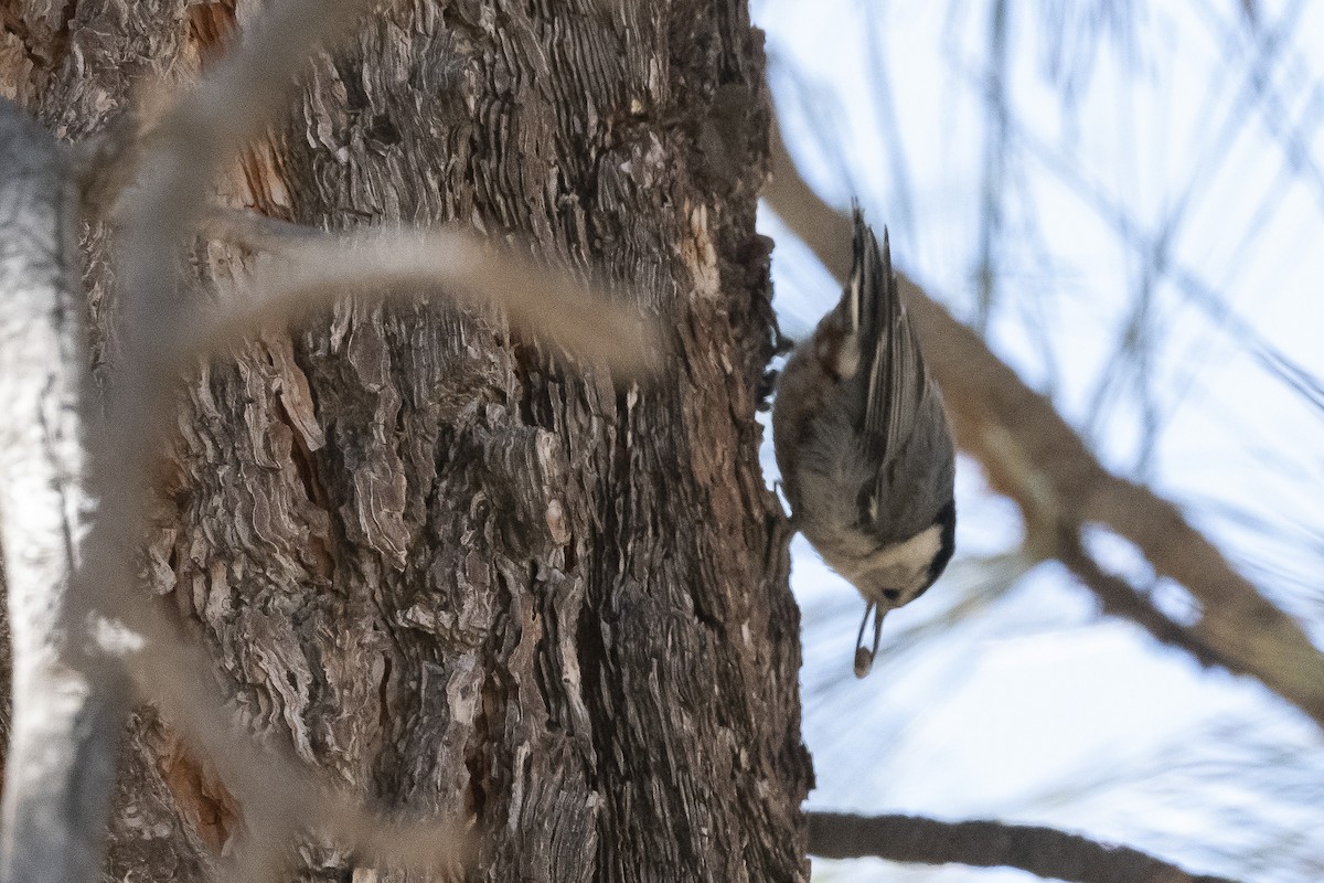 White-breasted Nuthatch - James McNamara