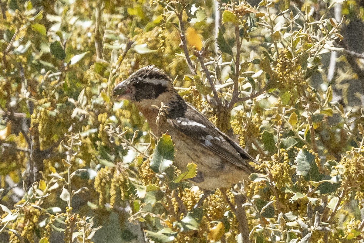 Picogrueso Cabecinegro - ML460761891