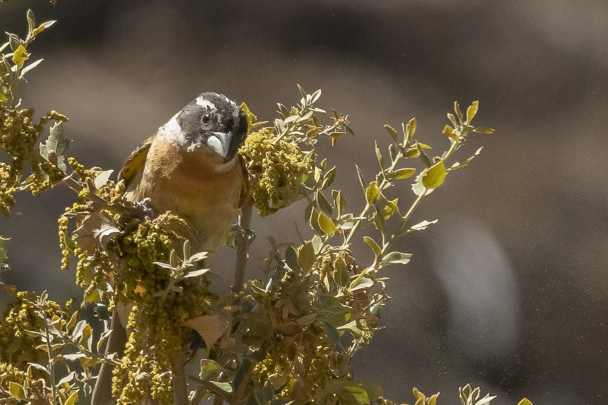 Black-headed Grosbeak - ML460761901