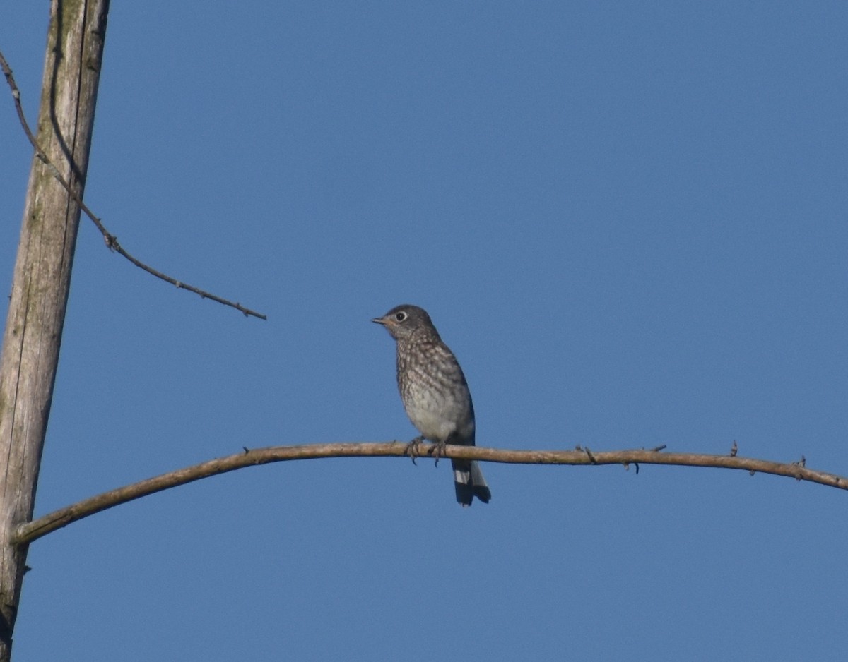 Eastern Bluebird - ML460762081