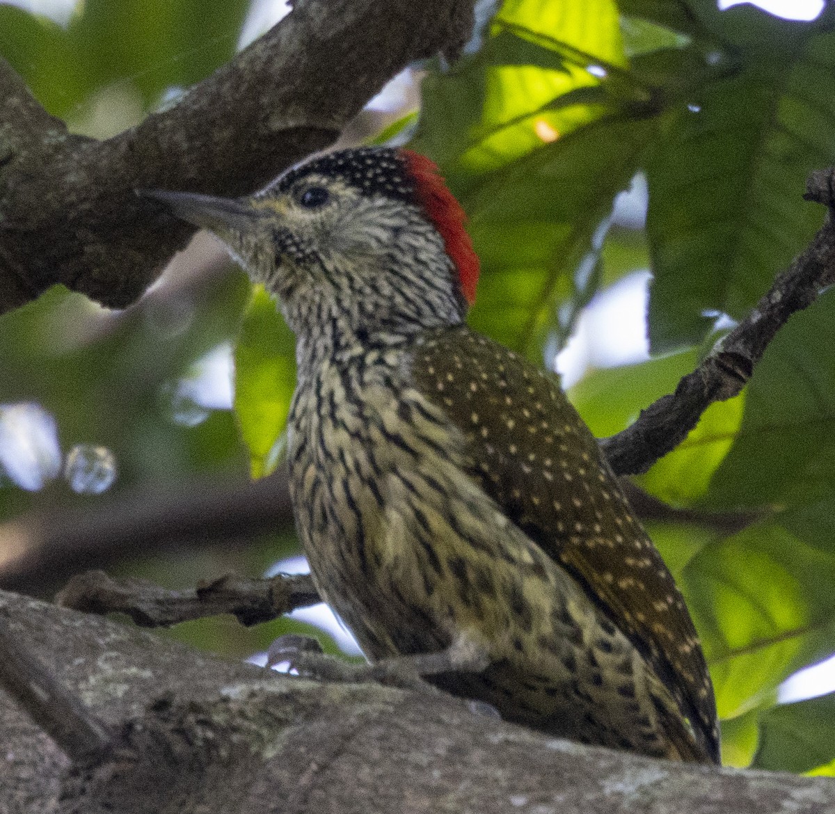 Golden-tailed Woodpecker - Marie Lister