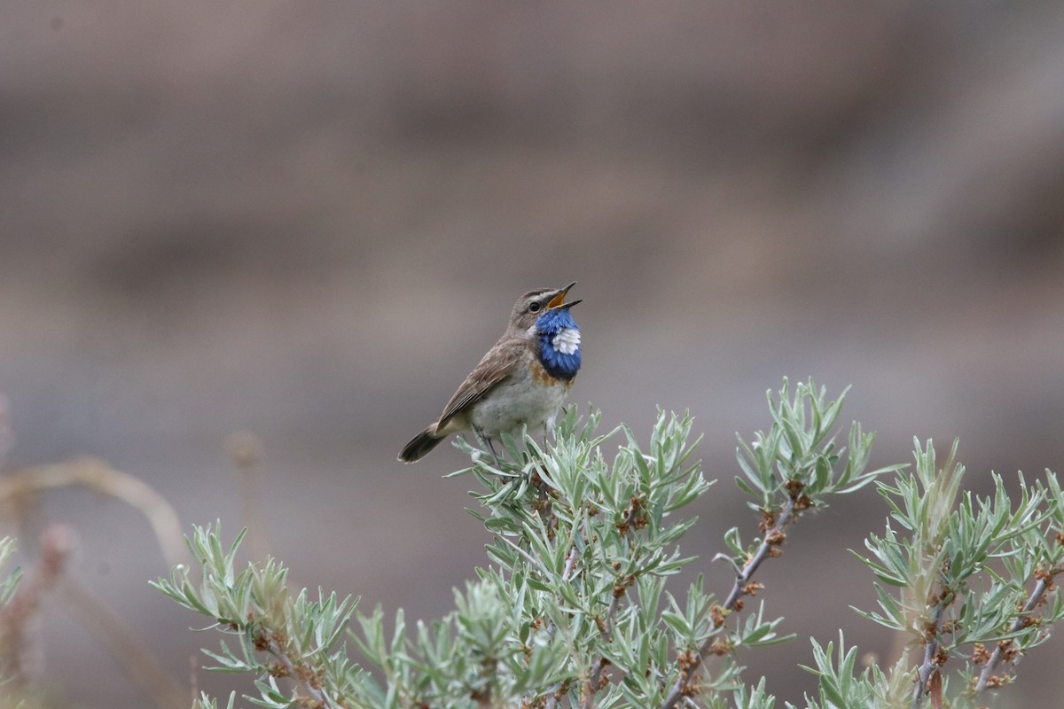 Bluethroat - ML460762511