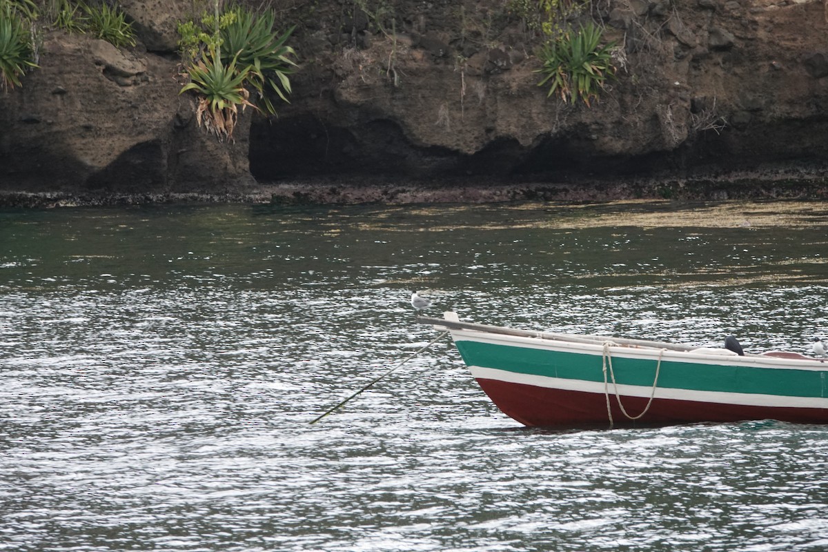 Gaviota Guanaguanare - ML460762591