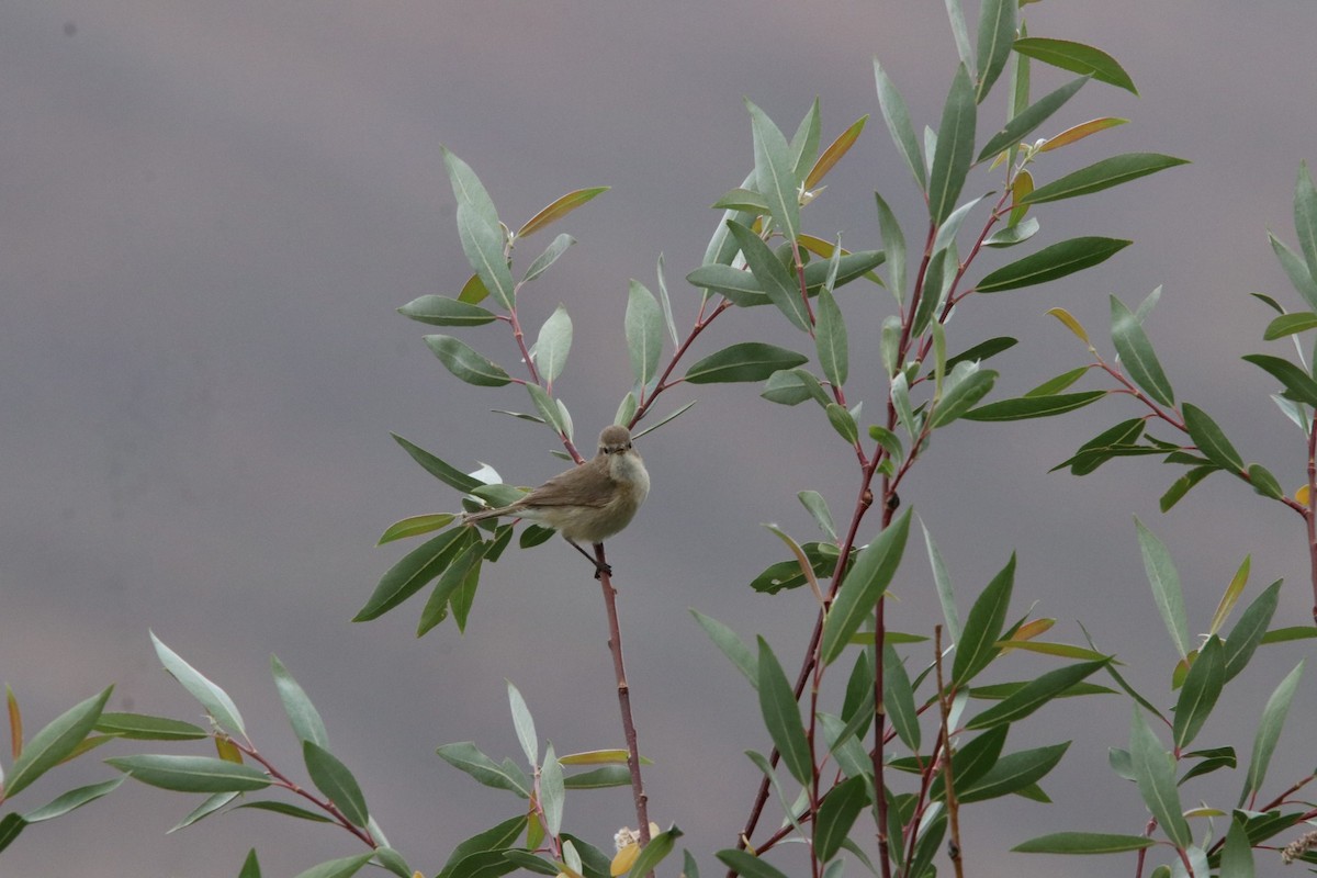 Mountain Chiffchaff - ML460762671