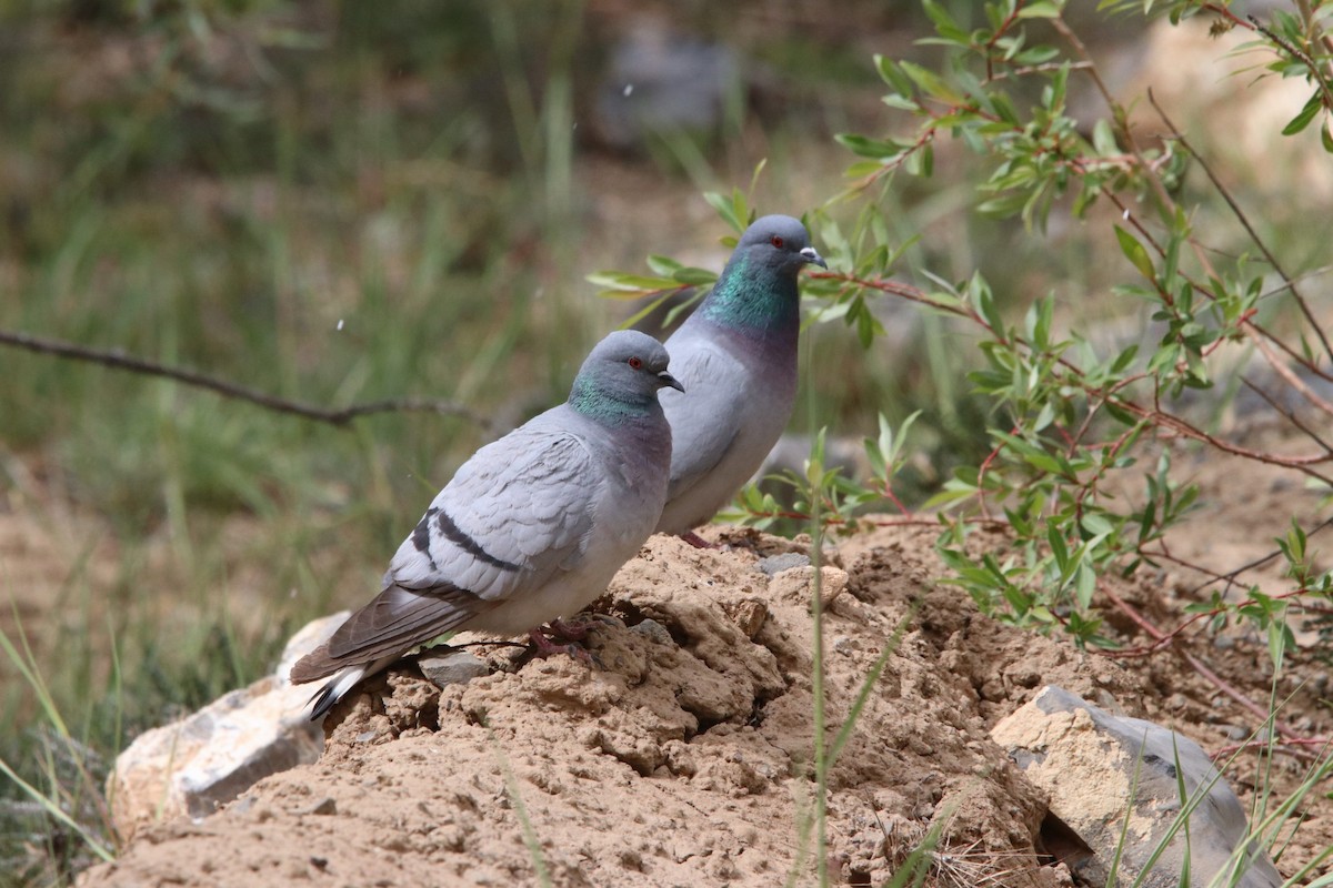 Hill Pigeon - ML460762961