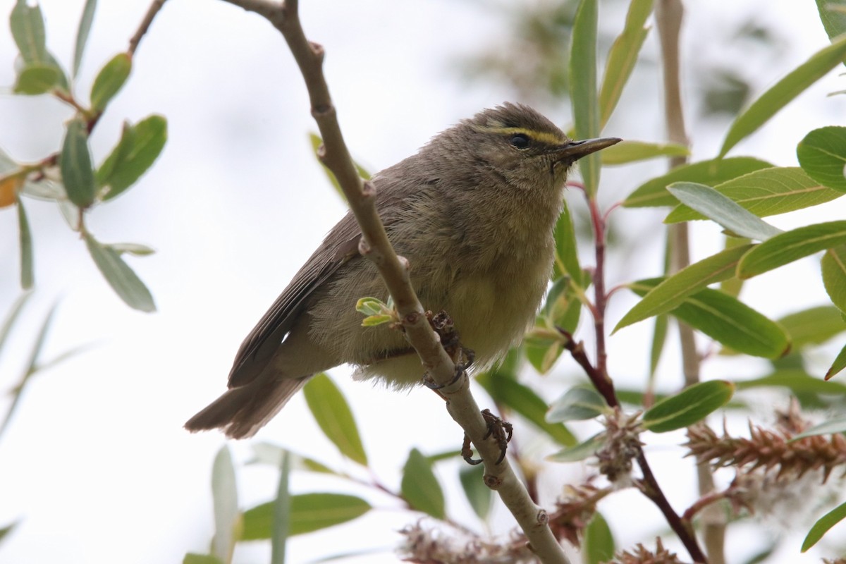 Sulphur-bellied Warbler - ML460763031