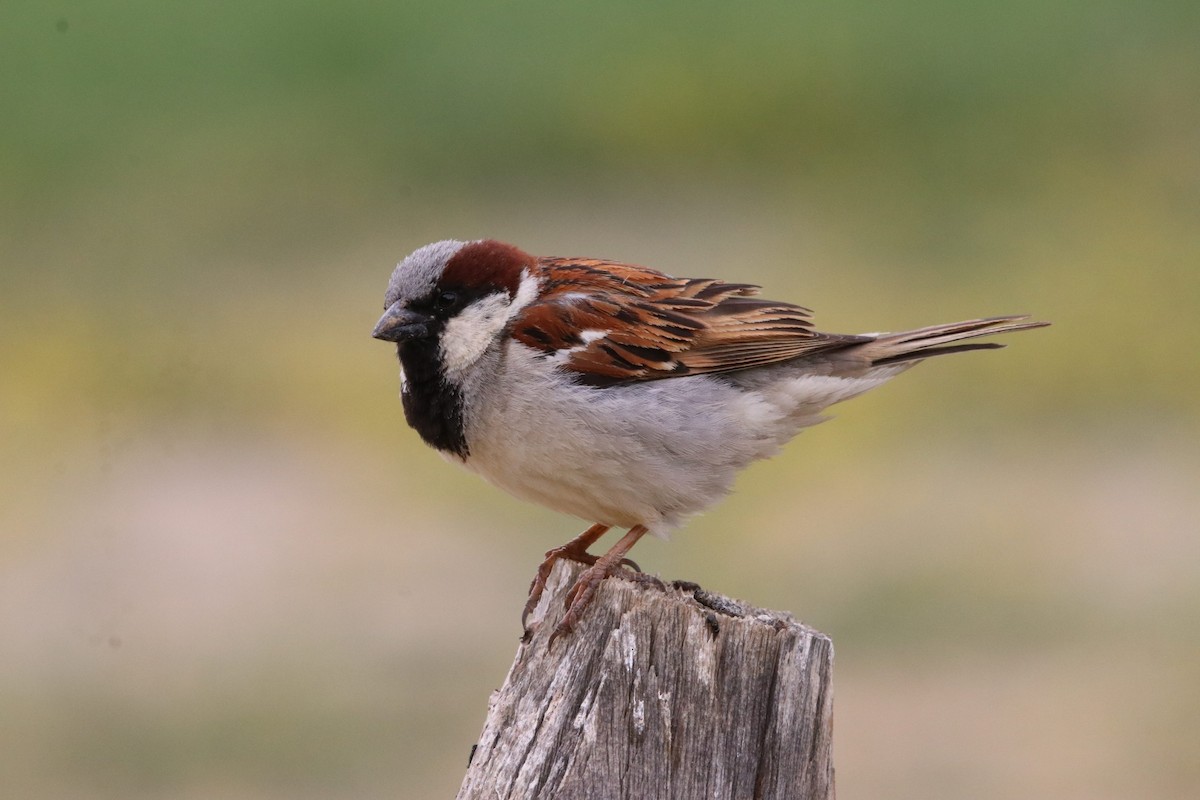 House Sparrow - ML460763101