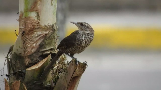 Thrush-like Wren - ML460763191