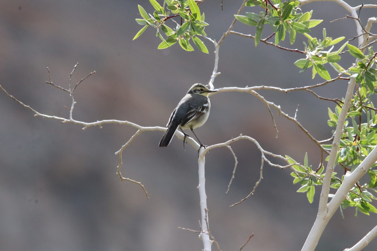 Citrine Wagtail - Dambar kumar Pradhan