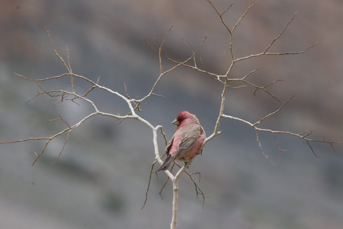 Great Rosefinch - ML460763511