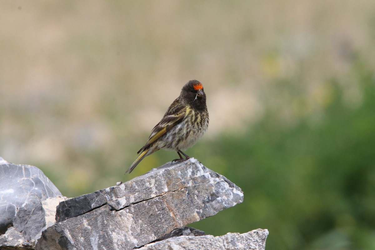 Fire-fronted Serin - ML460763791