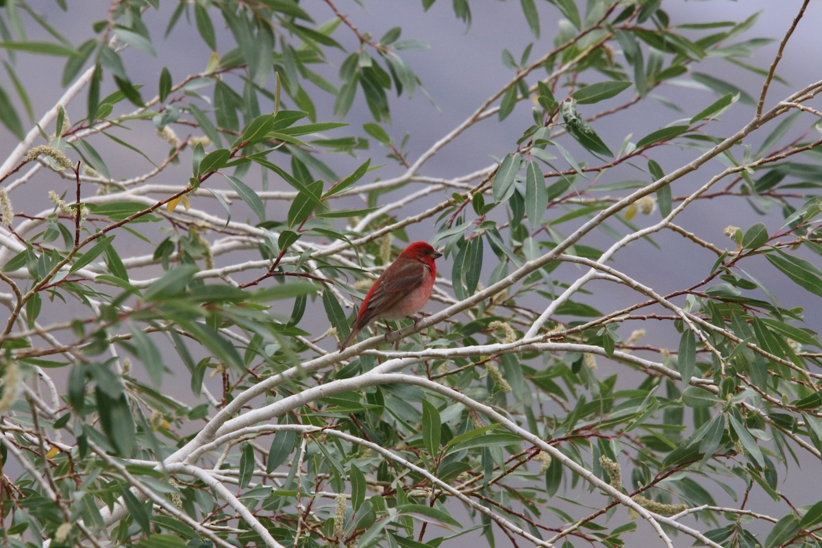 Common Rosefinch - ML460763891