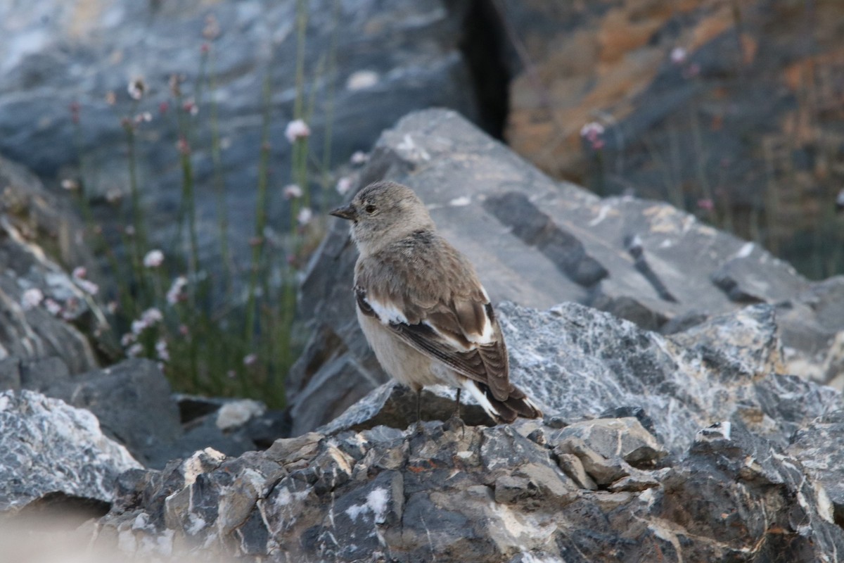 Black-winged Snowfinch - ML460764421