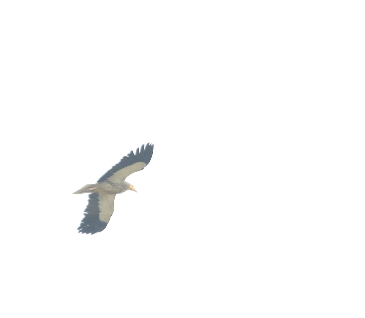 Egyptian Vulture - ML460766901