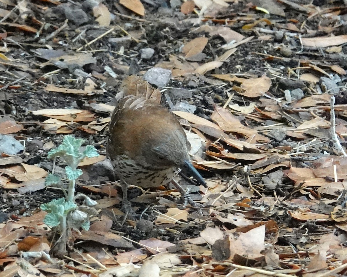 Brown Thrasher - Laura Paulson