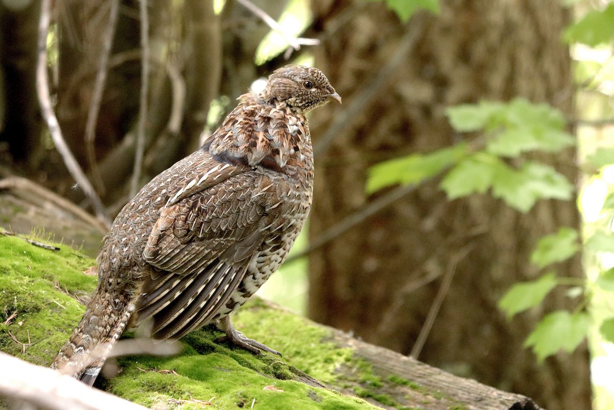 Ruffed Grouse - Colton Veltkamp