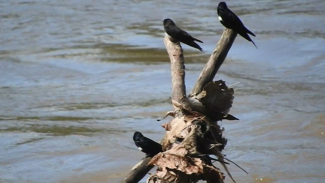 White-banded Swallow - ML460770281