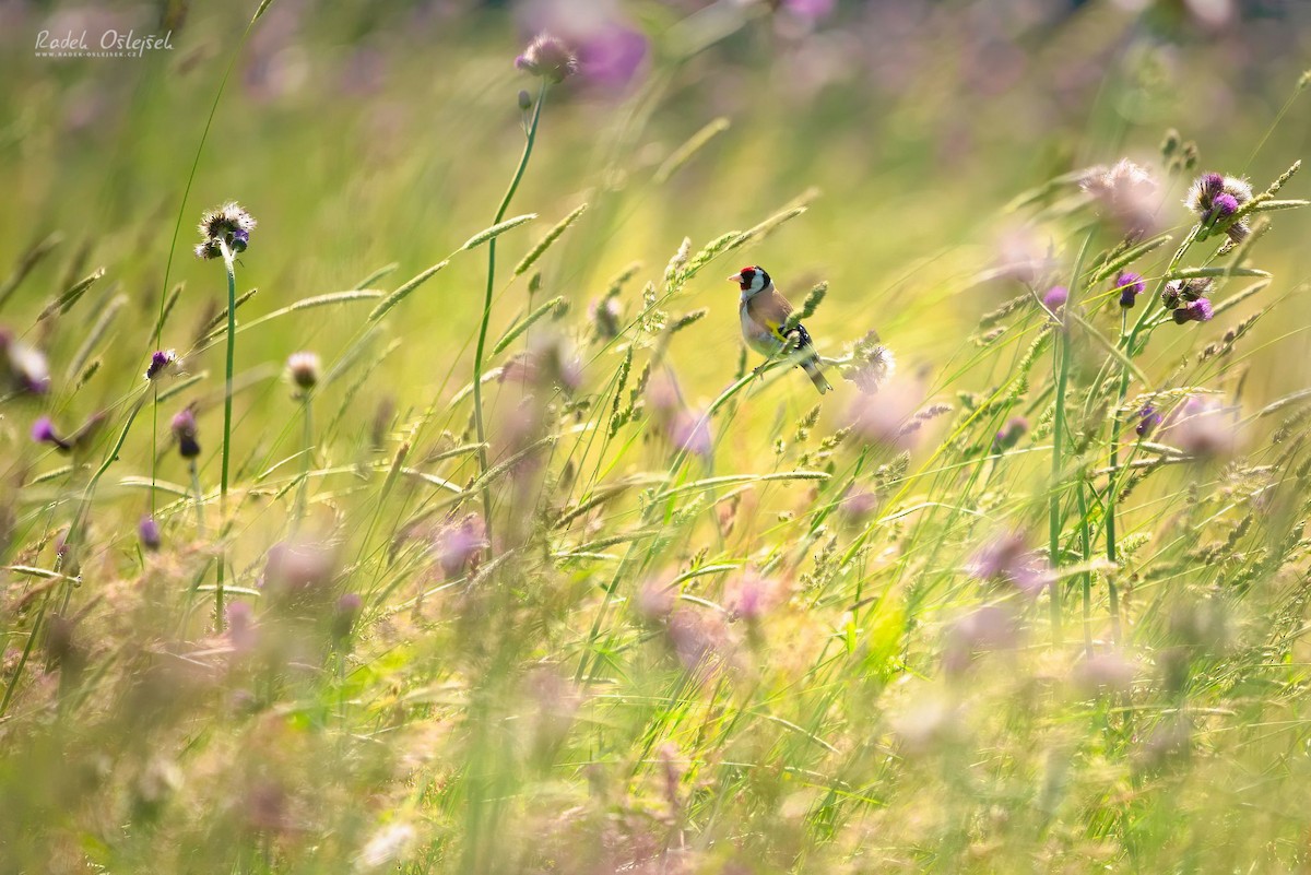 European Goldfinch - ML460770521