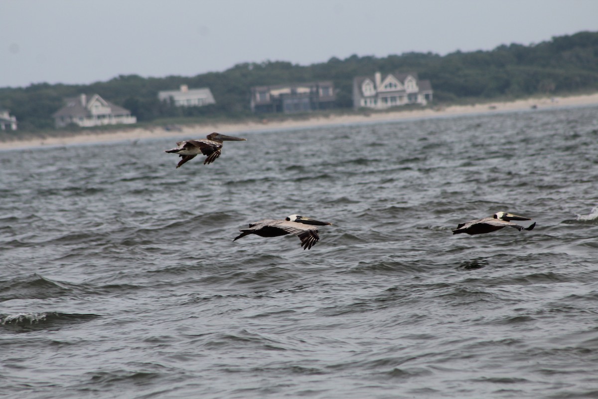 Brown Pelican - ML460770571