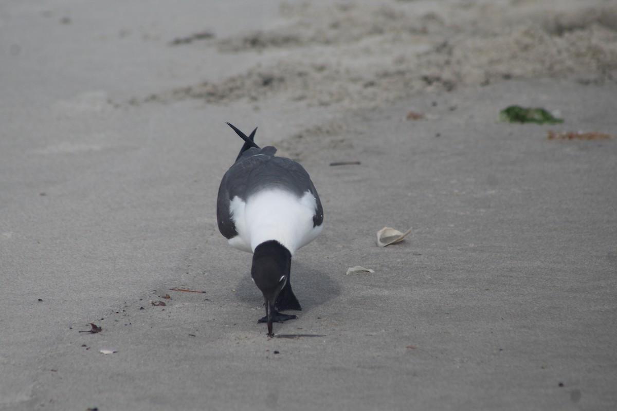 Laughing Gull - ML460770621