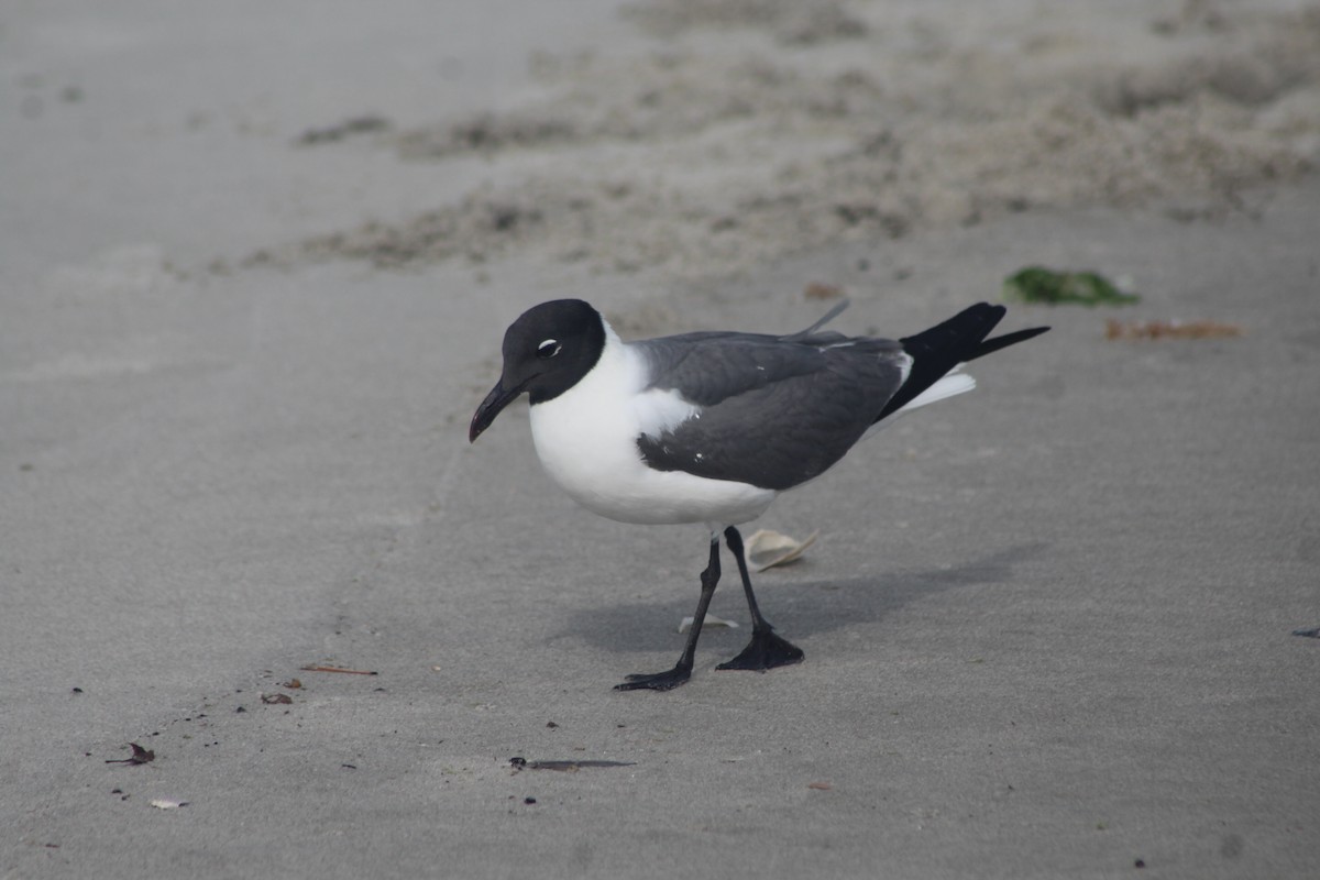 Laughing Gull - ML460770671