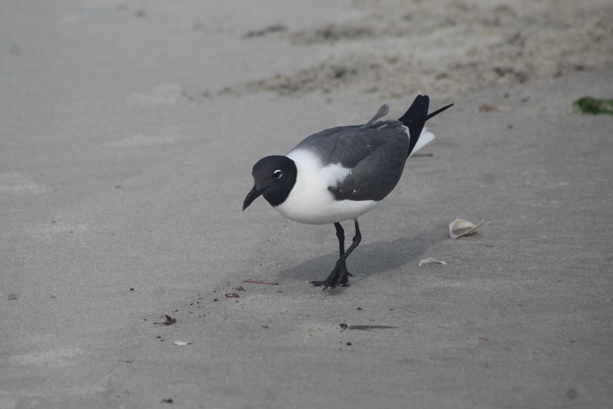 Laughing Gull - ML460770681