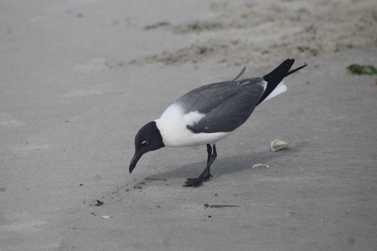 Laughing Gull - ML460770701