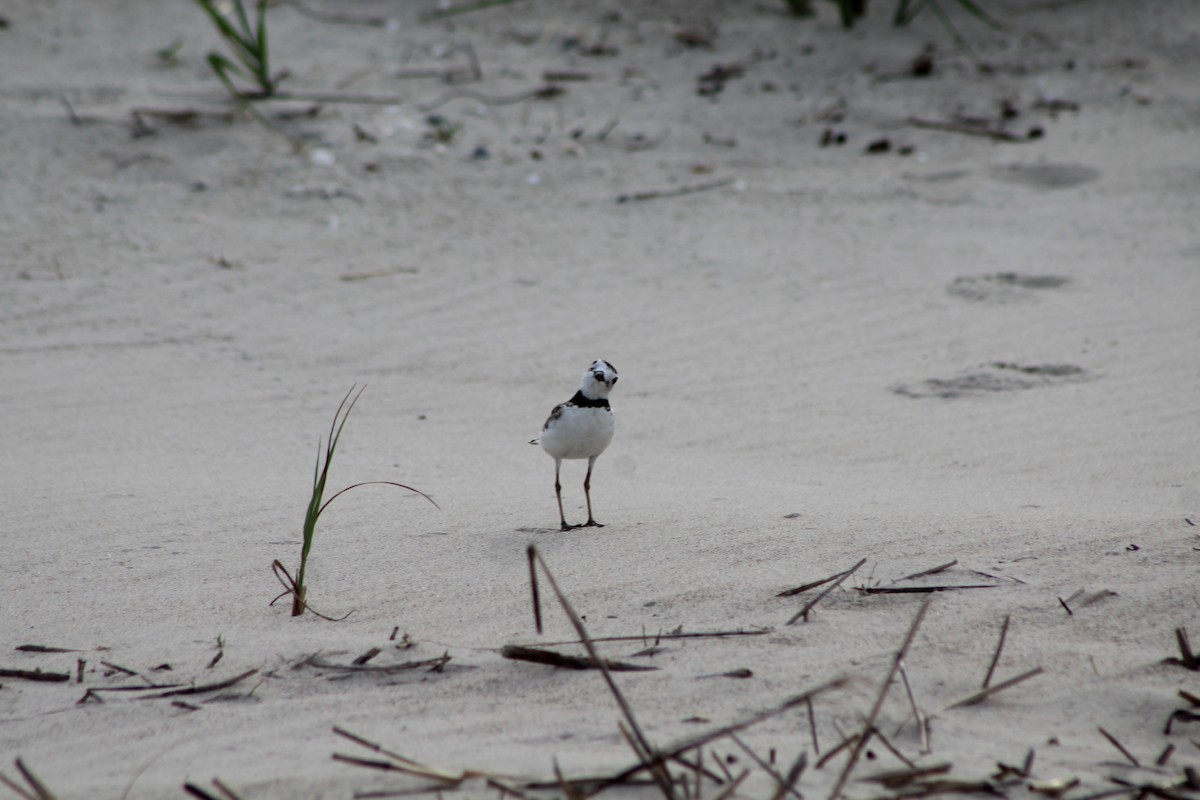 Wilson's Plover - ML460770891