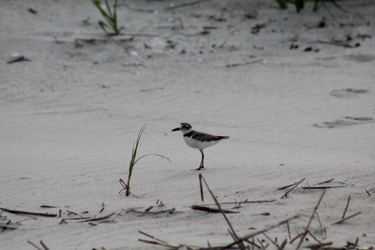 Wilson's Plover - ML460770901