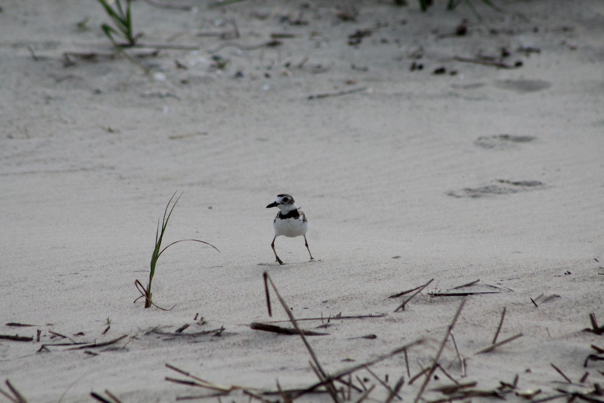 Wilson's Plover - ML460770911