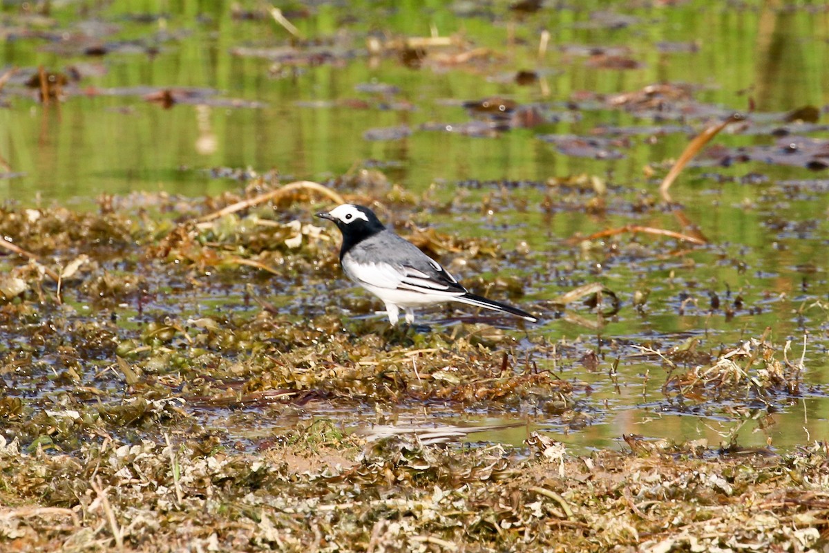 White Wagtail (Masked) - ML46077101