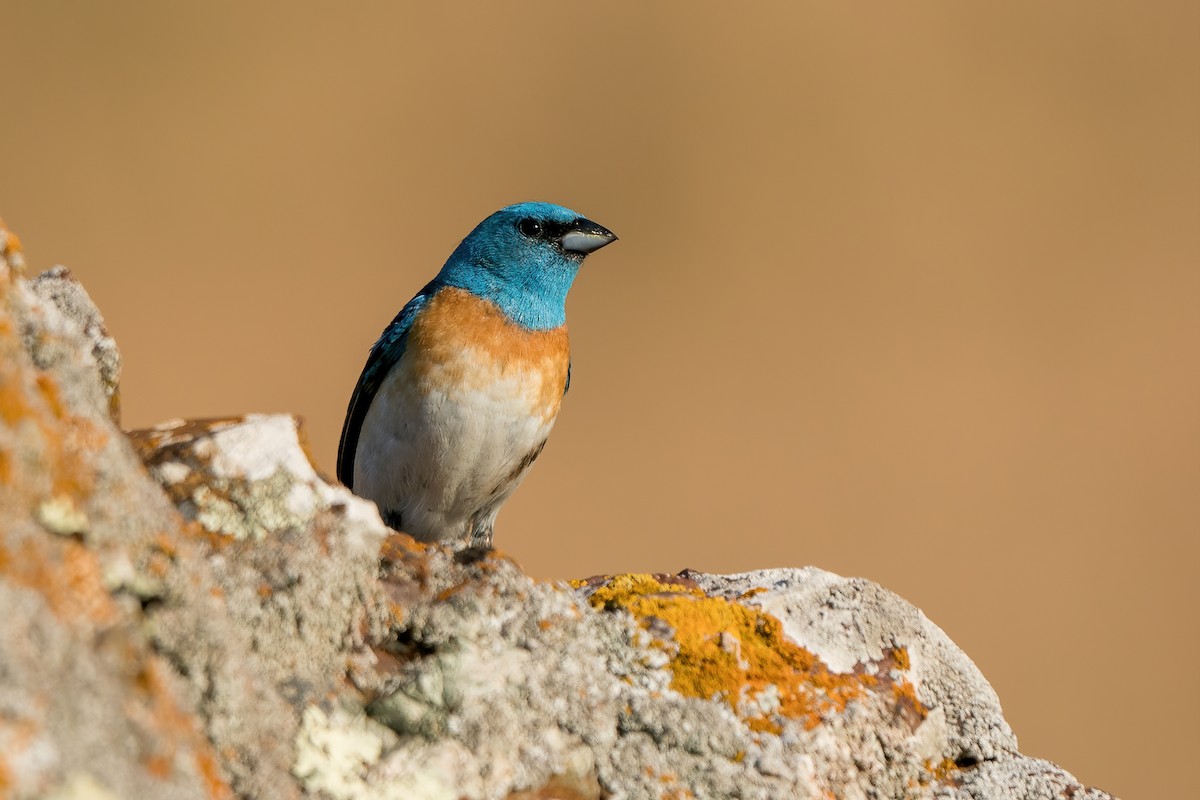 Lazuli Bunting - ML460771201
