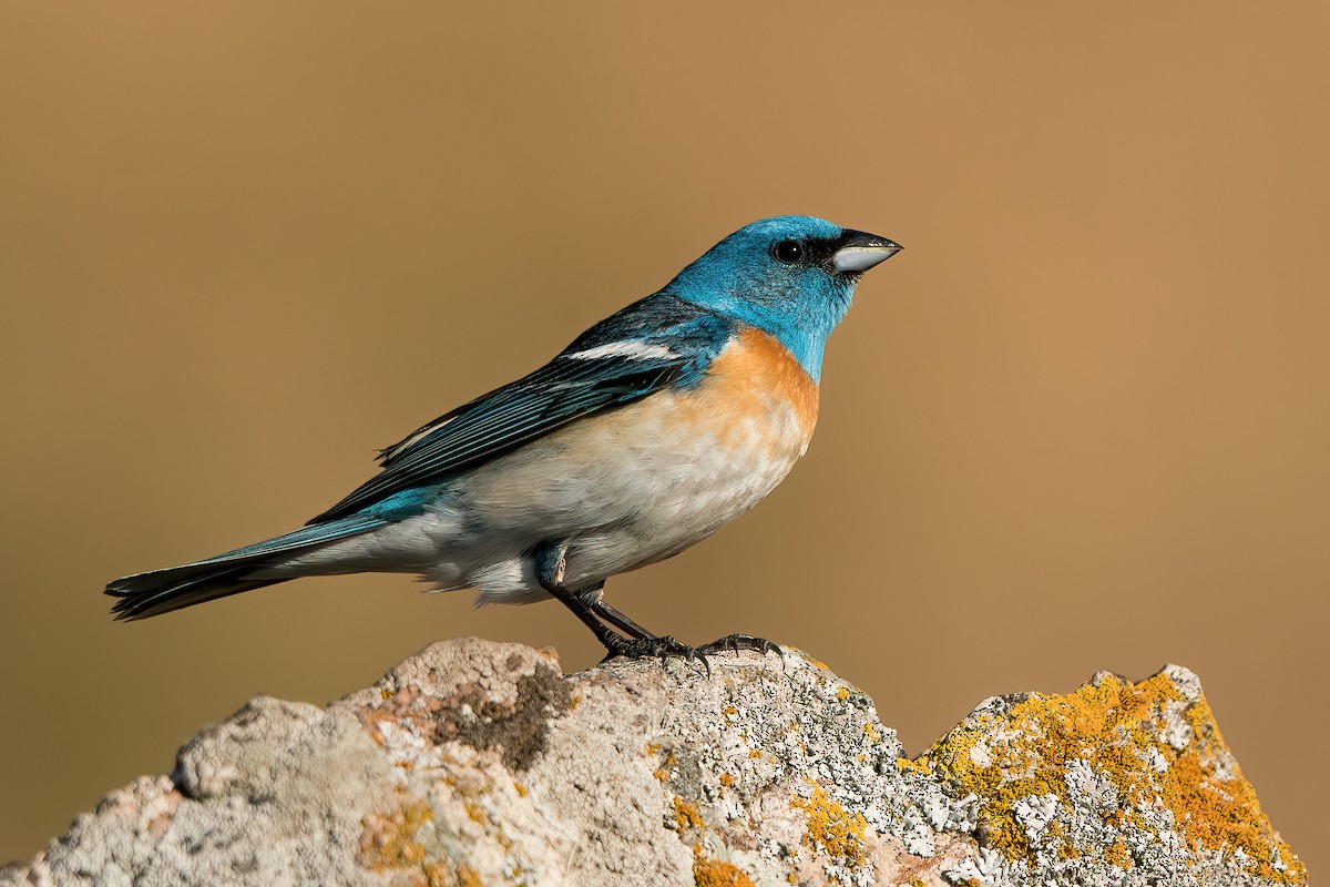 Lazuli Bunting - ML460771221